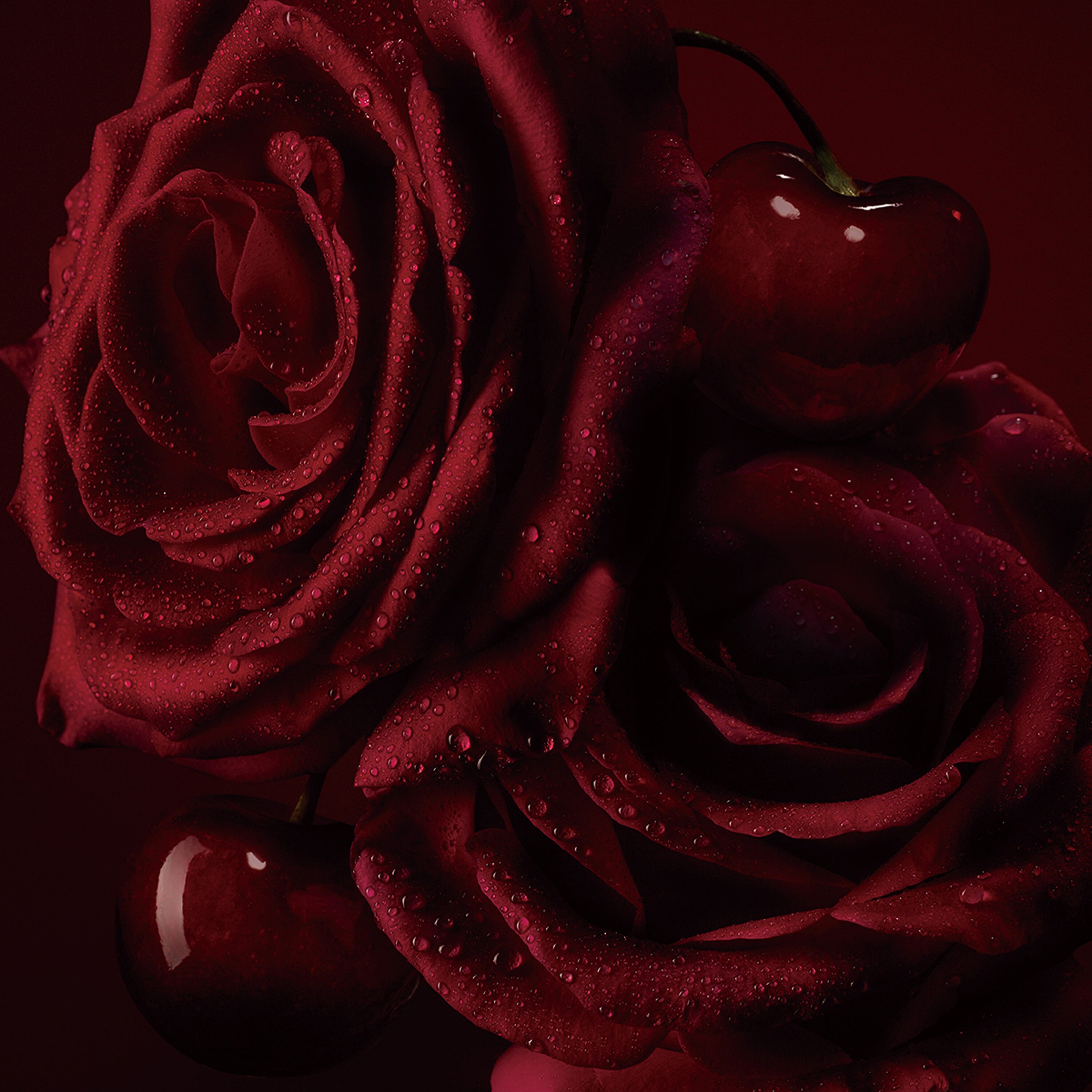 Rose F&eacute;tiche image number 3