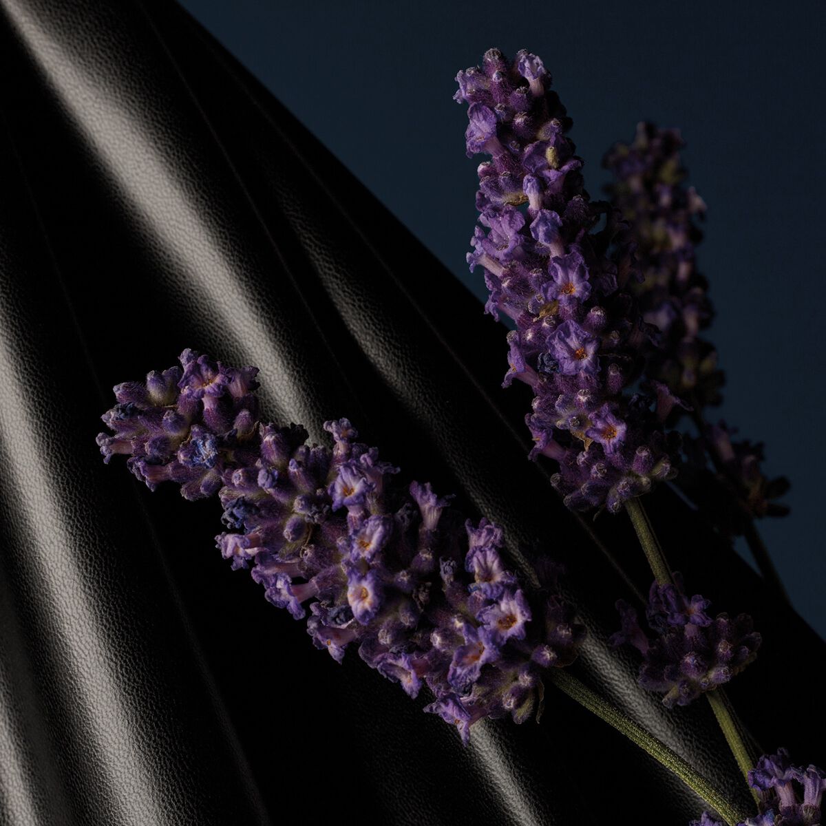 Lavande F&eacute;tiche image number 3