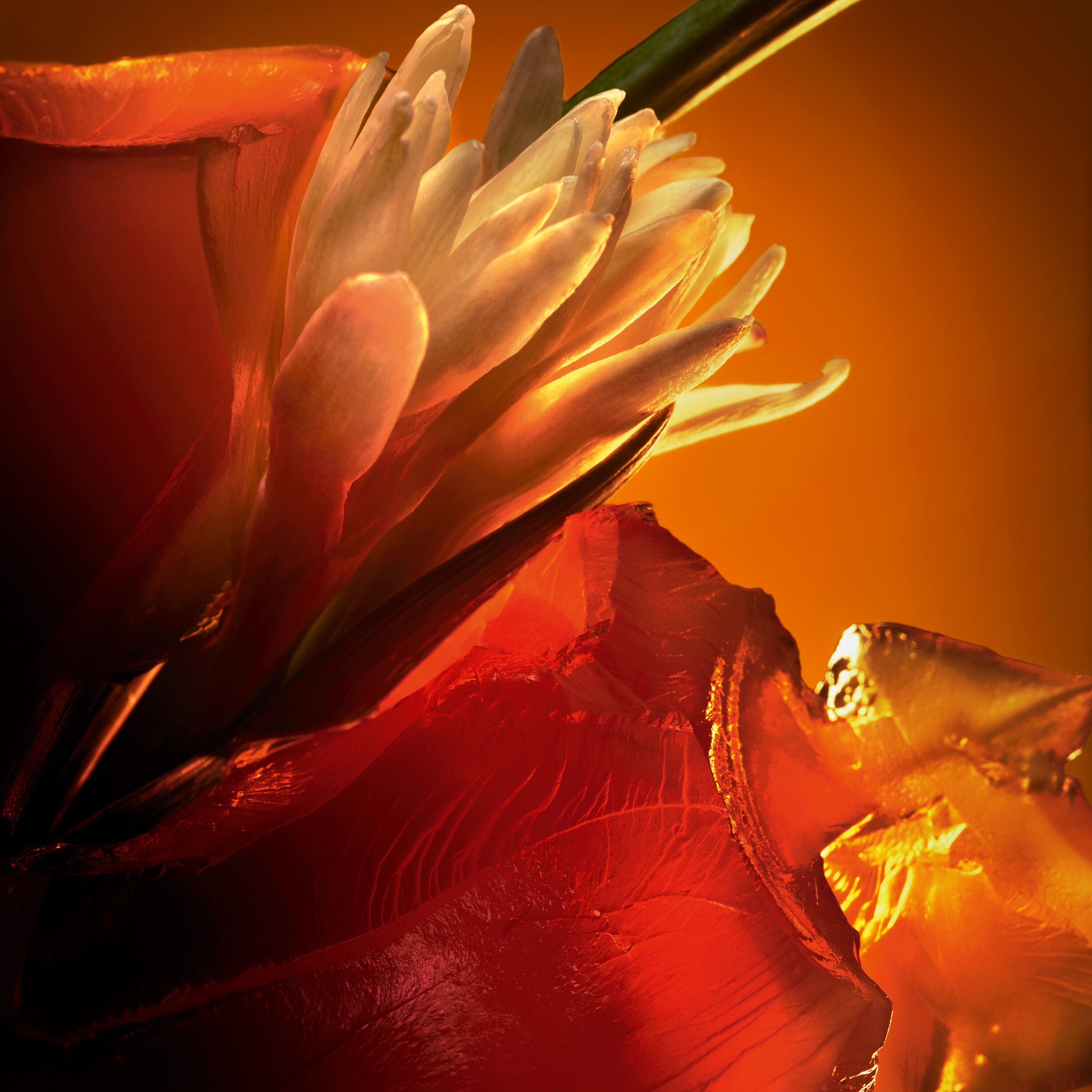 Ambre F&eacute;tiche image number 3