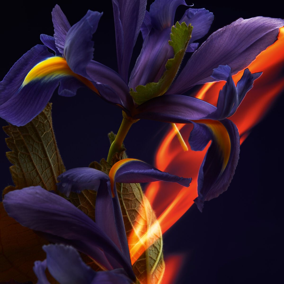 F&eacute;tiche L&rsquo;Iris image number 3