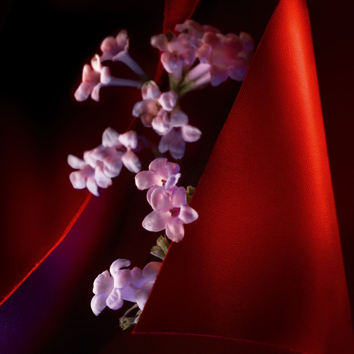 F&eacute;tiche Le Cuir image number 3