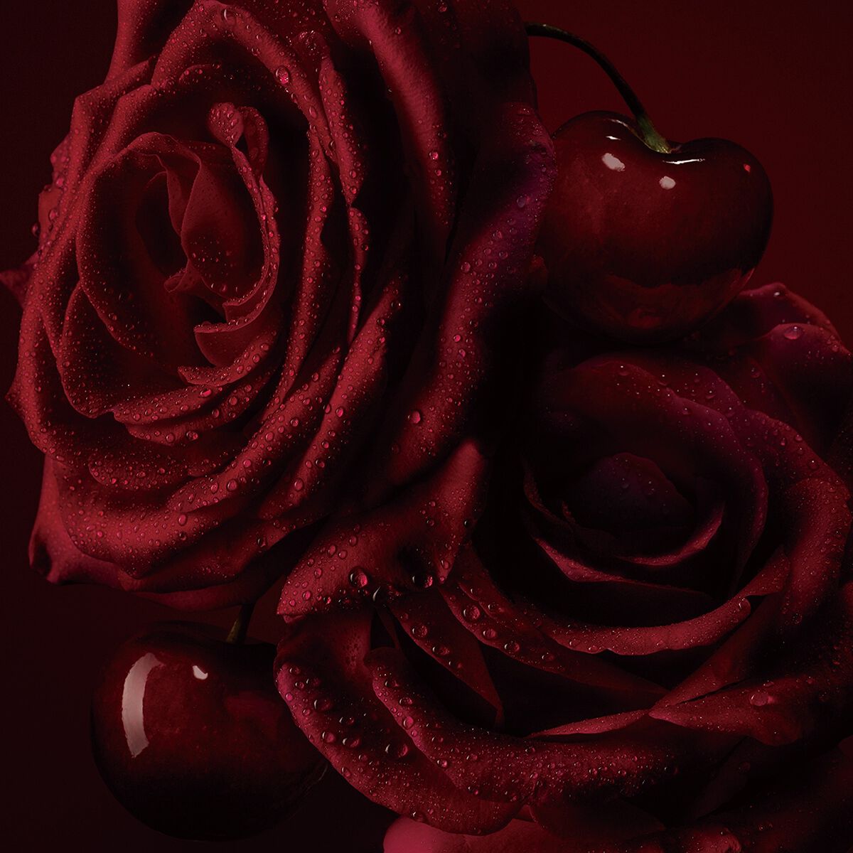 Rose F&eacute;tiche image number 3